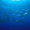 Tiran Island Boat Trip - Image 6