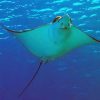 Tiran Island Boat Trip - Image 7