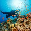 Tiran Island Boat Trip - Image 8